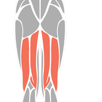 Hamstrings