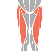 Hip Flexors