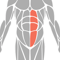 Left Obliques