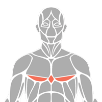 Lower Chest