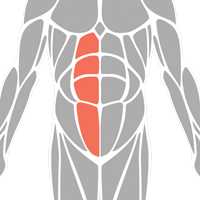 Right Obliques